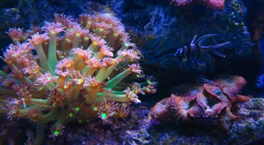 Deniz resif ve balık