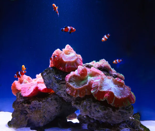 Marine reef and fish — Stock Photo, Image