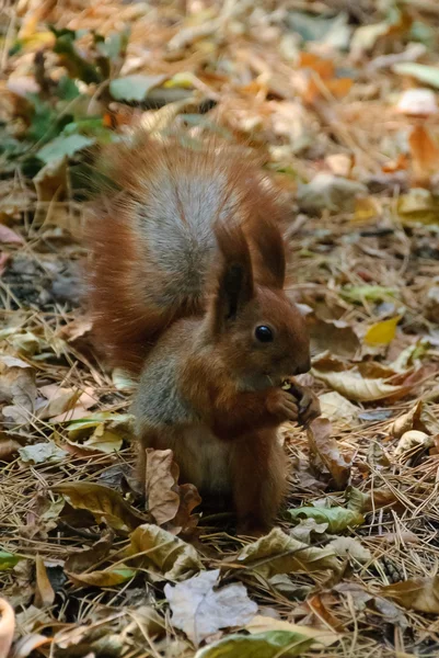 Squirrel chews walnut — Stock Photo, Image