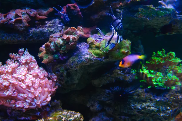 Marine reef and fish — Stock Photo, Image