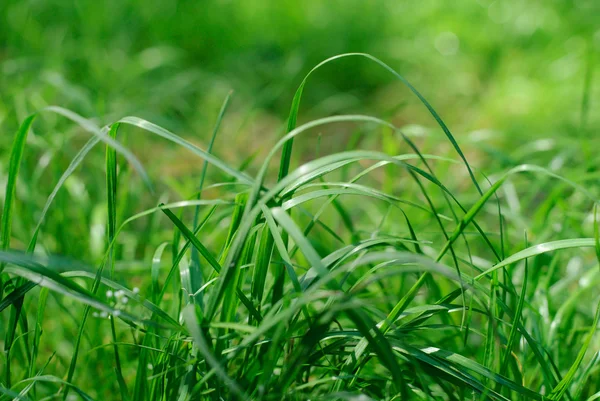 Gras Hintergrund grün — Stockfoto