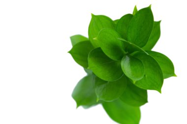 ruscus hypophyllum üst görünümü yakın çekim izole