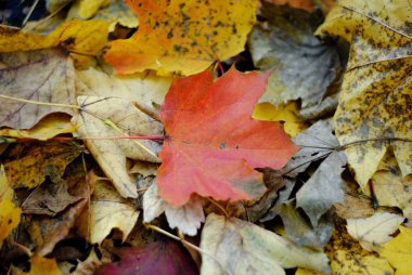 Hayal kırıklığına sonbahar yaprakları
