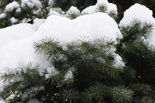 Gałęzie sosny w śniegu — Zdjęcie stockowe