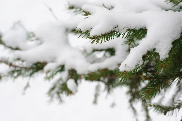 Ветви ели в снегу — стоковое фото