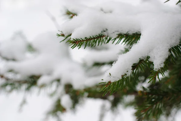 Ветви ели в снегу — стоковое фото