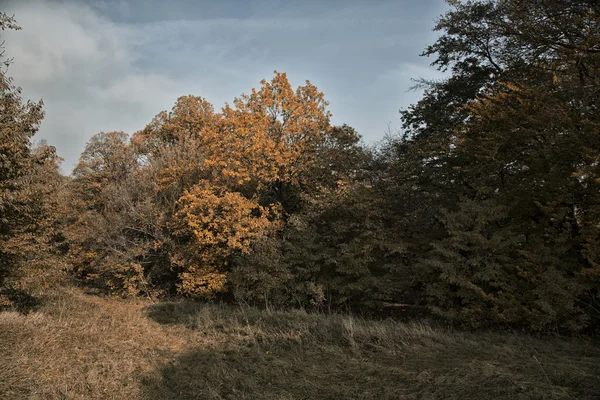 Autumn forest scene — Stock Photo, Image