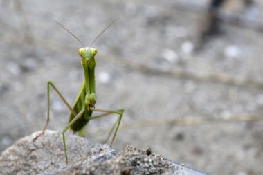 peygamber devesi makro