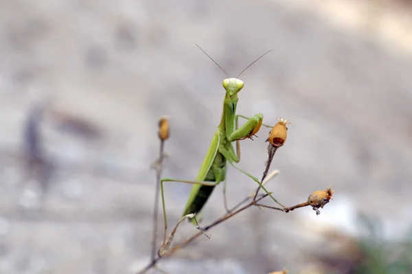 花のカマキリ — ストック写真