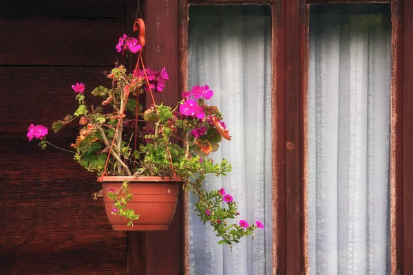 Blomkruka hängande vid fönstret — Stockfoto