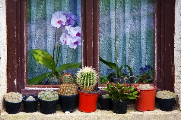 Flower pots on the window