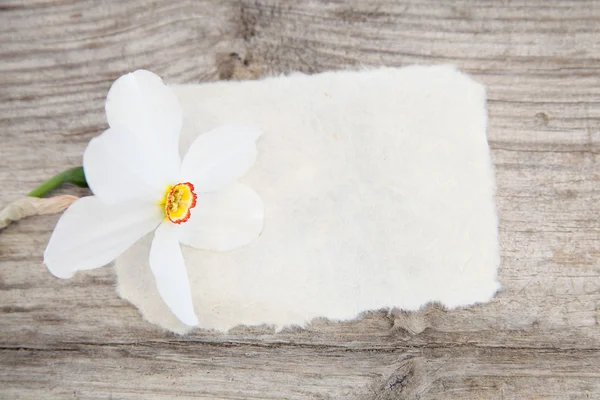 Narcissus and rice paper on vintage wooden background.Space for — Stock Photo, Image