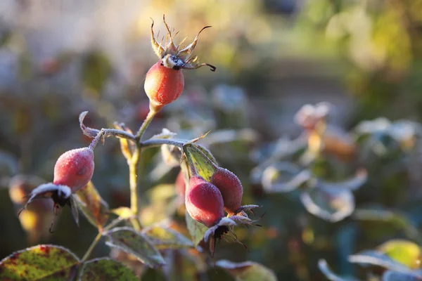 Primero Congeló Temprano Mañana Los Rayos Sol Rosa Silvestre Helada — Foto de Stock