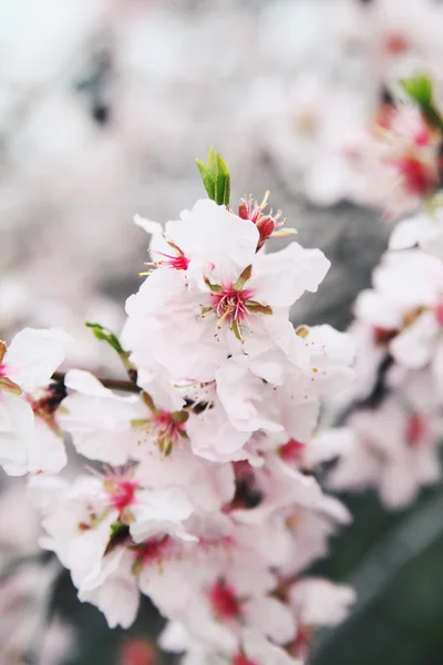 Jarní Mandle Květy Větev Nový Život Přírodě Jarní Čas — Stock fotografie