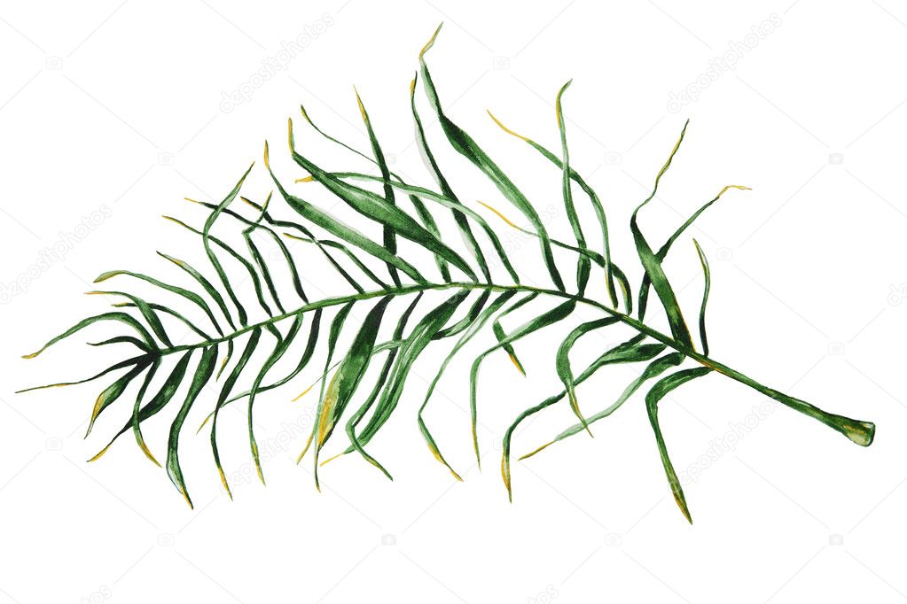 Hand drawn watercolor palm branch isolated on white background.For your design.