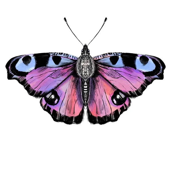 Handgetekende Vlinder Illustratie Witte Achtergrond Stockfoto
