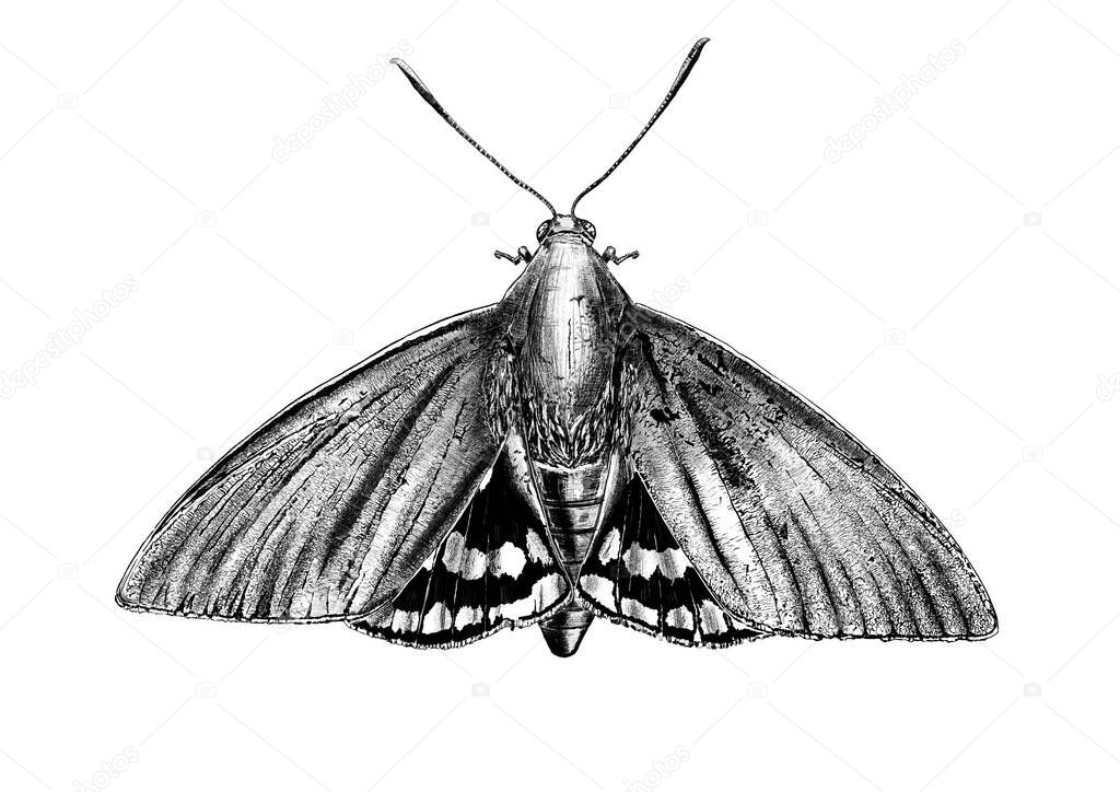 Hand drawn black and white moth isolated on white background.