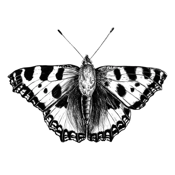 Handgezeichnete Schmetterling Illustration Auf Weißem Hintergrund Stockbild