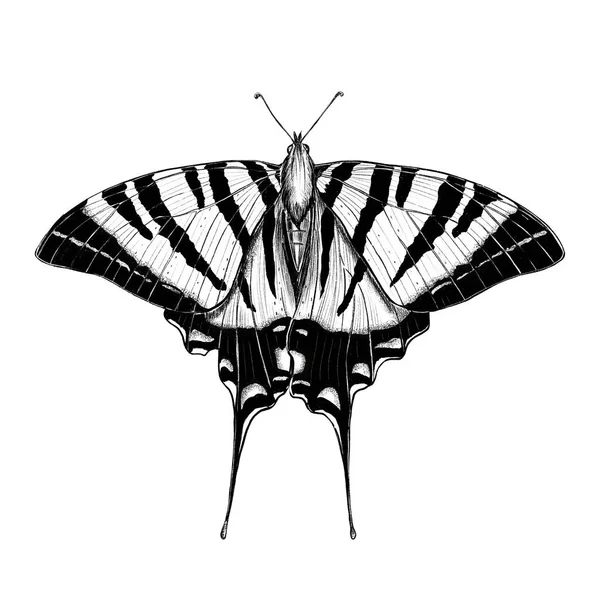 Illustration Papillon Dessinée Main Sur Fond Blanc Photo De Stock