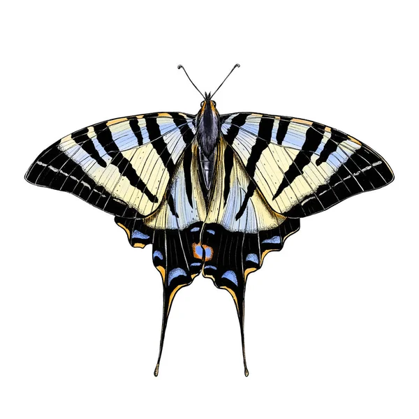 Ilustração Borboleta Desenhada Mão Sobre Fundo Branco Fotografias De Stock Royalty-Free