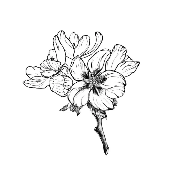 Ručně Kreslené Jablko Květ Strom Ilustrace Bílém Pozadí — Stock fotografie