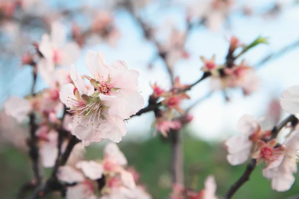 Amandes de printemps fleurs branche — Photo