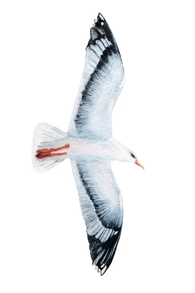 Mouette aquarelle sur blanc — Photo