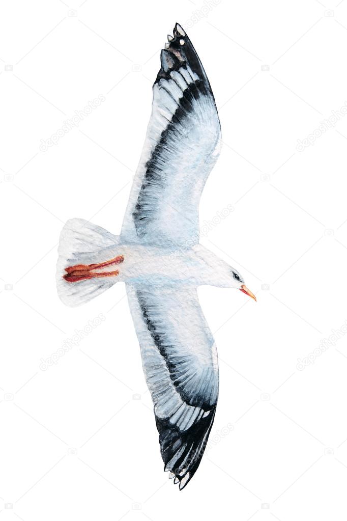 Watercolor seagull on white