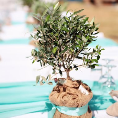 küçük zeytin ağacı