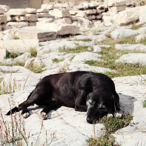 Sleeping black dog in Acropolis — Stock Photo, Image