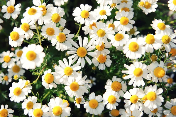 Primavera flores de margarita blanca en la naturaleza —  Fotos de Stock