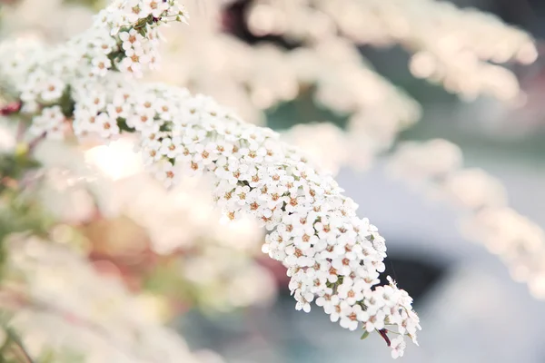 Primavera flor fondo. — Foto de Stock