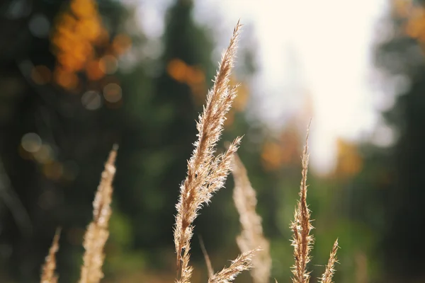 Fond d'automne avec des plantes — Photo