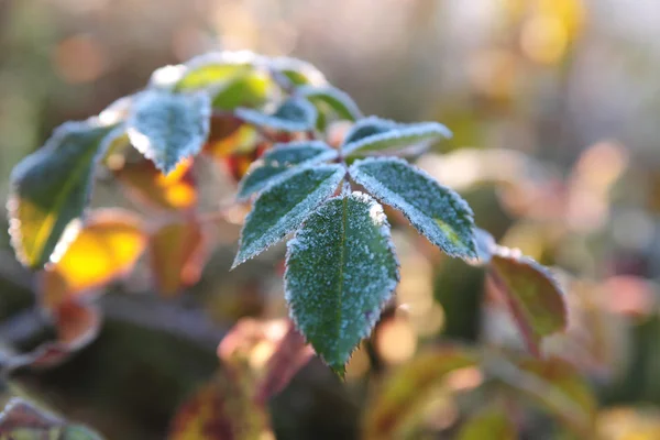 Primero se congeló temprano por la mañana.Hojas de rosa silvestre en la helada . — Foto de Stock