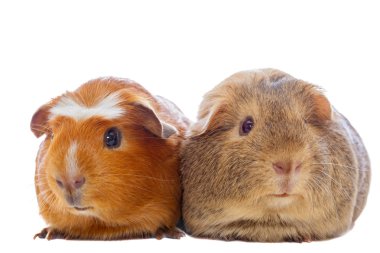 Beyaz izole iki eskiden şiling şimdi pigs