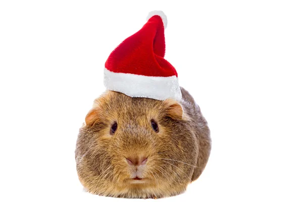 Meerschweinchen im Weihnachtsmannhut — Stockfoto