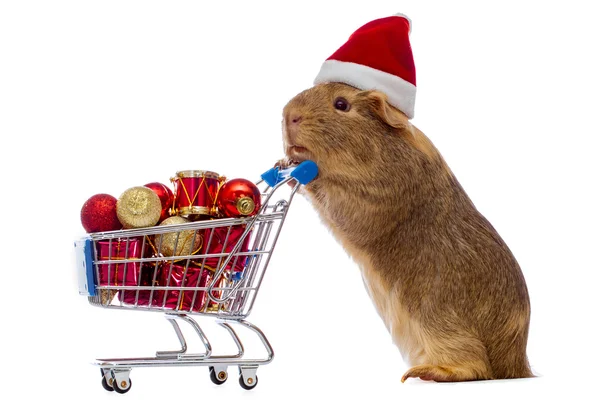 Cerdo de Indias con carrito de compras de Navidad Fotos de stock libres de derechos