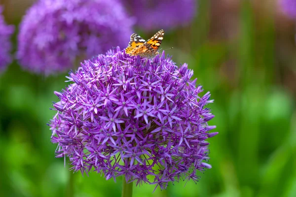 Mariposa en la flor de Allium Fotos de stock
