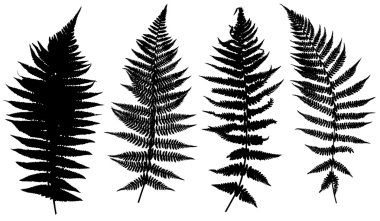 Farklı ferns çizimi