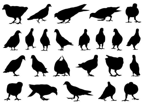 Farklı güvercinlerin kümesi — Stok Vektör