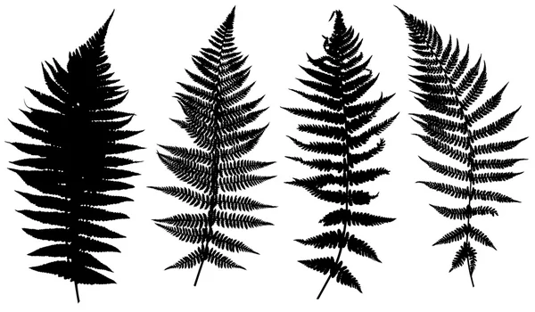 Illustration of different ferns — Stock Vector