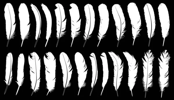 Collection Plumes Différentes Avec Fond Noir — Image vectorielle