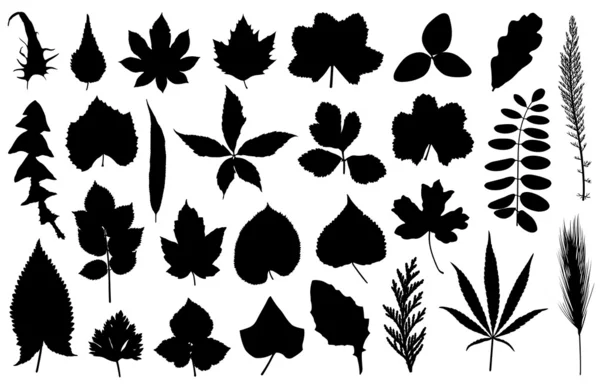 Set di foglie diverse — Vettoriale Stock