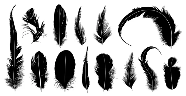 Set of different feathers — Stock Vector