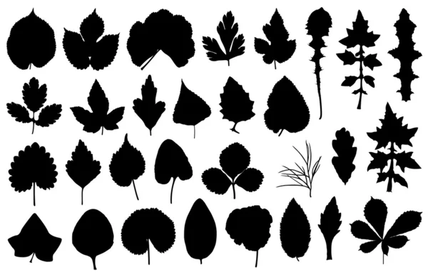 Conjunto de hojas diferentes — Archivo Imágenes Vectoriales