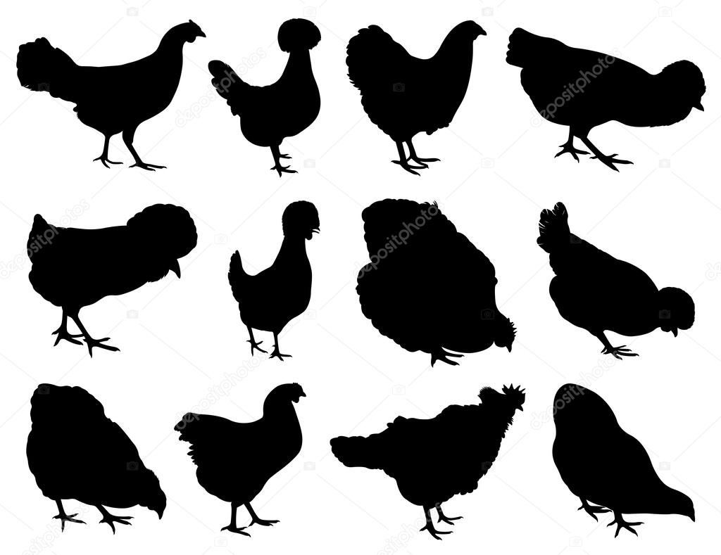 Illustration of different hens