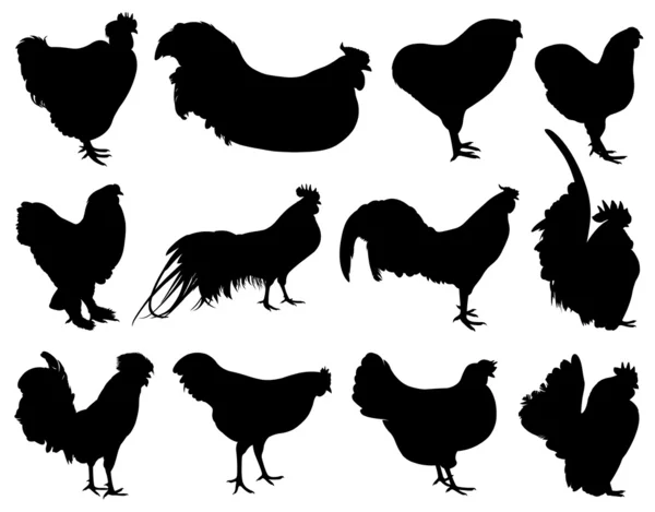 Illustration of different roosters — Stock Vector