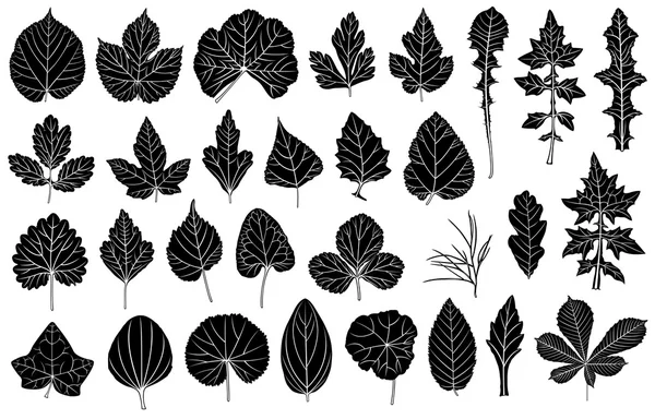 Ensemble de feuilles différentes — Image vectorielle