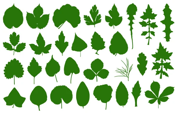 Set of different leaves — Stock Vector