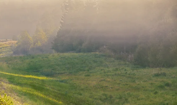 Imagen de un bosque en la niebla de la mañana —  Fotos de Stock